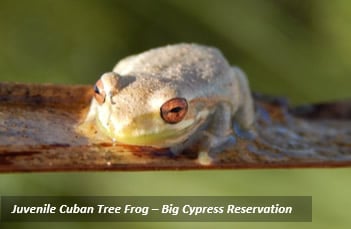 juvenilefrog juvenilefrog
