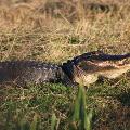 American Alligator By Tabitha S Cook 1