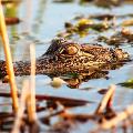 American Alligator By Tabitha S Cook