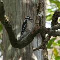 Downy Woodpecker - By ERMD Staff