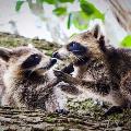 Raccoons By Tabitha S Cook 1