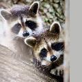 Raccoons By Tabitha S Cook
