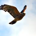 Red Shoulder Hawk Flying - By Pauline Haas