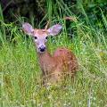 White Tailed Deer By Tabitha S Cook 1