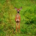 White Tailed Deer Fawn - By Elizabeth Letts